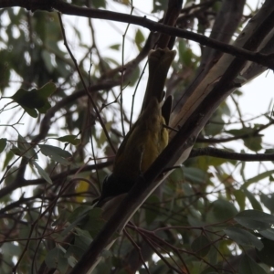 Nesoptilotis leucotis at Paddys River, ACT - 22 Apr 2018 10:22 AM