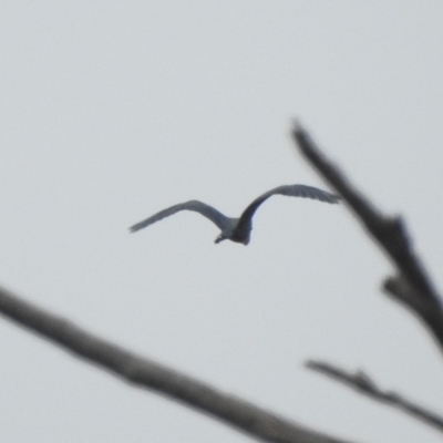 Ardea pacifica (White-necked Heron) at Namadgi National Park - 22 Apr 2018 by YumiCallaway