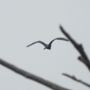 Ardea pacifica at Paddys River, ACT - 22 Apr 2018