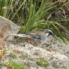 Cinclosoma punctatum (Spotted Quail-thrush) at Glen Allen, NSW - 16 Aug 2019 by YumiCallaway