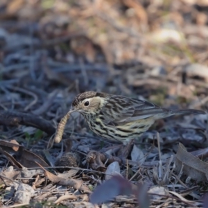 Pyrrholaemus sagittatus at Watson, ACT - 17 Aug 2019