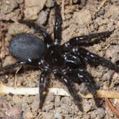 Atrax sutherlandi (Funnel-web Spider) at Morans Crossing, NSW - 17 Aug 2019 by Harrisi