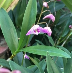 Dendrobium kingianum subsp. kingianum (Pink Rock Orchid) at Mirador, NSW - 17 Aug 2019 by hynesker1234