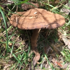 Sanguinoderma rude (Red-staining Stalked Polypore) at Chinnock, NSW - 17 Aug 2019 by hynesker1234