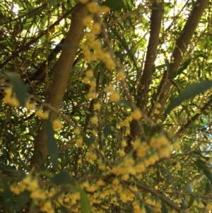 Melicytus dentatus at Chinnock, NSW - 17 Aug 2019