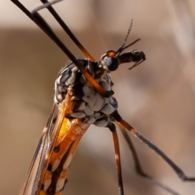 Leptotarsus (Macromastix) sp. (genus & subgenus) (Unidentified Macromastix crane fly) at Coombs Ponds - 17 Aug 2019 by rawshorty