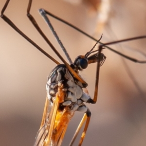 Leptotarsus (Macromastix) sp. (genus & subgenus) at Molonglo River Reserve - 17 Aug 2019 02:47 PM