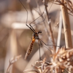 Leptotarsus (Macromastix) sp. (genus & subgenus) at Molonglo River Reserve - 17 Aug 2019 02:47 PM