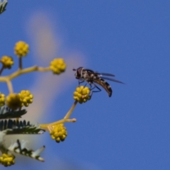Melangyna viridiceps (Hover fly) at Mount Majura - 16 Aug 2019 by kdm