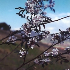 Indigofera australis subsp. australis (Australian Indigo) at Bonython, ACT - 28 Sep 2000 by MichaelBedingfield