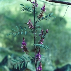 Indigofera australis subsp. australis (Australian Indigo) at Lanyon - northern section A.C.T. - 27 Sep 2000 by michaelb