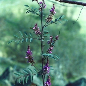 Indigofera australis subsp. australis at Gordon, ACT - 28 Sep 2000