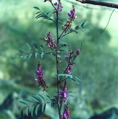 Indigofera australis subsp. australis (Australian Indigo) at Lanyon - northern section A.C.T. - 27 Sep 2000 by michaelb