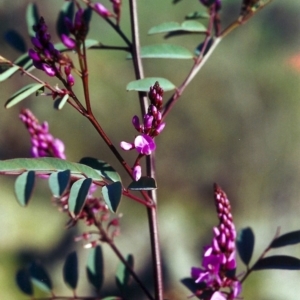 Indigofera australis subsp. australis at Theodore, ACT - 30 Sep 2000