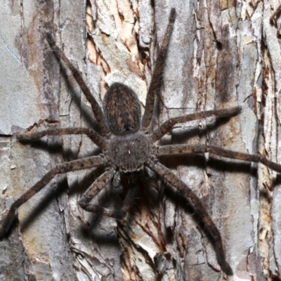 Isopedella sp. (genus) (Isopedella huntsman) at Ainslie, ACT - 16 Aug 2019 by jb2602