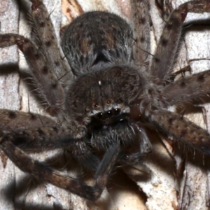 Isopedella sp. (genus) at Ainslie, ACT - 16 Aug 2019