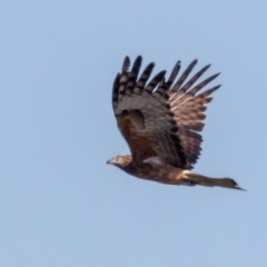 Lophoictinia isura (Square-tailed Kite) at Shoalhaven Heads, NSW - 14 Aug 2019 by Wrarthis