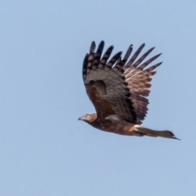 Lophoictinia isura (Square-tailed Kite) at Shoalhaven Heads Bushcare - 14 Aug 2019 by Wrarthis