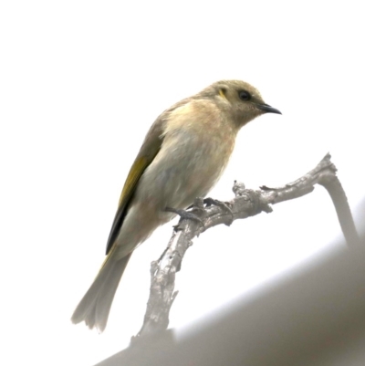 Ptilotula fusca (Fuscous Honeyeater) at Jerrabomberra Wetlands - 16 Aug 2019 by jbromilow50