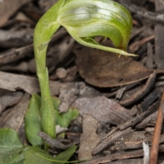 Pterostylis nutans (Nodding Greenhood) at Molonglo Valley, ACT - 17 Aug 2019 by DerekC