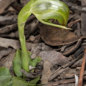 Pterostylis nutans at Point 5204 - suppressed