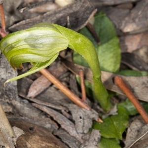 Pterostylis nutans at Point 5204 - suppressed