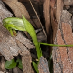 Pterostylis nutans at Point 5204 - 17 Aug 2019