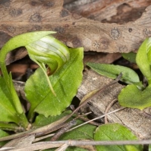 Pterostylis nutans at Point 5204 - 17 Aug 2019