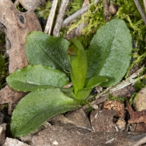 Pterostylis nutans at Hackett, ACT - 17 Aug 2019