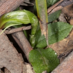 Pterostylis nutans (Nodding Greenhood) at Hackett, ACT - 17 Aug 2019 by DerekC