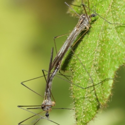 Limoniidae (family) (Unknown Limoniid Crane Fly) at ANBG - 16 Aug 2019 by TimL