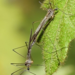 Limoniidae (family) (Unknown Limoniid Crane Fly) at Acton, ACT - 16 Aug 2019 by TimL