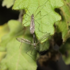 Limoniidae (family) at Acton, ACT - 16 Aug 2019