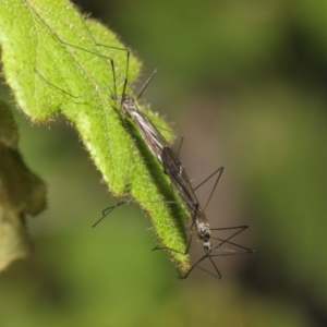 Limoniidae (family) at Acton, ACT - 16 Aug 2019