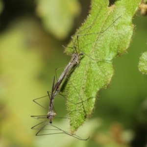 Limoniidae (family) at Acton, ACT - 16 Aug 2019