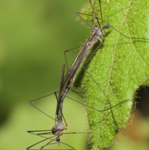 Limoniidae (family) at Acton, ACT - 16 Aug 2019