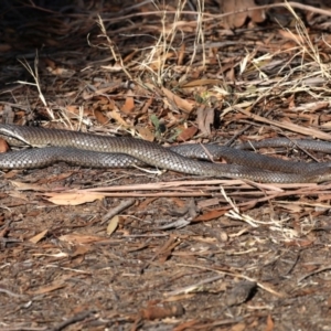 Pseudonaja textilis at Fyshwick, ACT - 17 Aug 2019