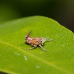 Cicadellidae (family) (Unidentified leafhopper) at Acton, ACT - 16 Aug 2019 by TimL