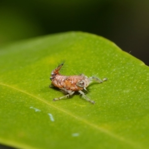 Cicadellidae (family) at Acton, ACT - 16 Aug 2019