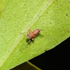 Cicadellidae (family) at Acton, ACT - 16 Aug 2019 12:14 PM