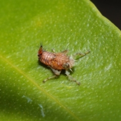 Cicadellidae (family) at Acton, ACT - 16 Aug 2019