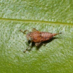 Cicadellidae (family) at Acton, ACT - 16 Aug 2019