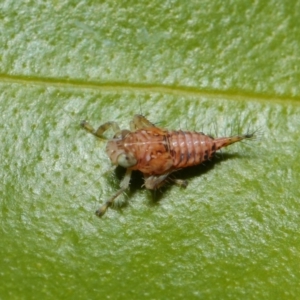 Cicadellidae (family) at Acton, ACT - 16 Aug 2019 12:14 PM