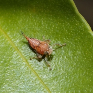 Cicadellidae (family) at Acton, ACT - 16 Aug 2019 12:14 PM