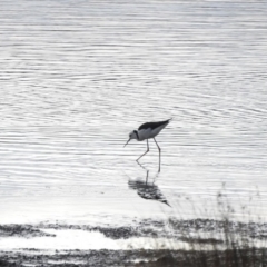 Himantopus leucocephalus (Pied Stilt) at Bega, NSW - 17 Aug 2019 by ArcherCallaway