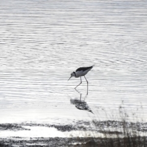 Himantopus leucocephalus at Bega, NSW - 17 Aug 2019 08:30 AM