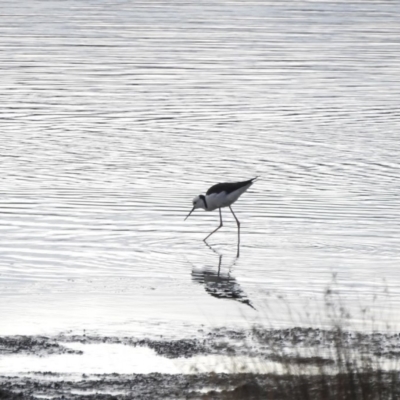 Himantopus leucocephalus (Pied Stilt) at Bega, NSW - 17 Aug 2019 by ArcherCallaway
