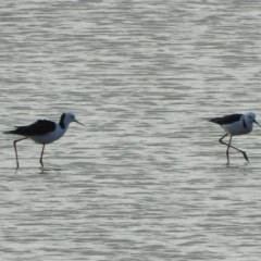 Himantopus leucocephalus at Bega, NSW - 17 Aug 2019 08:30 AM