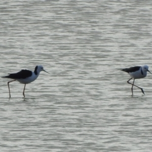 Himantopus leucocephalus at Bega, NSW - 17 Aug 2019 08:30 AM