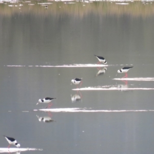 Himantopus leucocephalus at Bega, NSW - 17 Aug 2019 08:30 AM